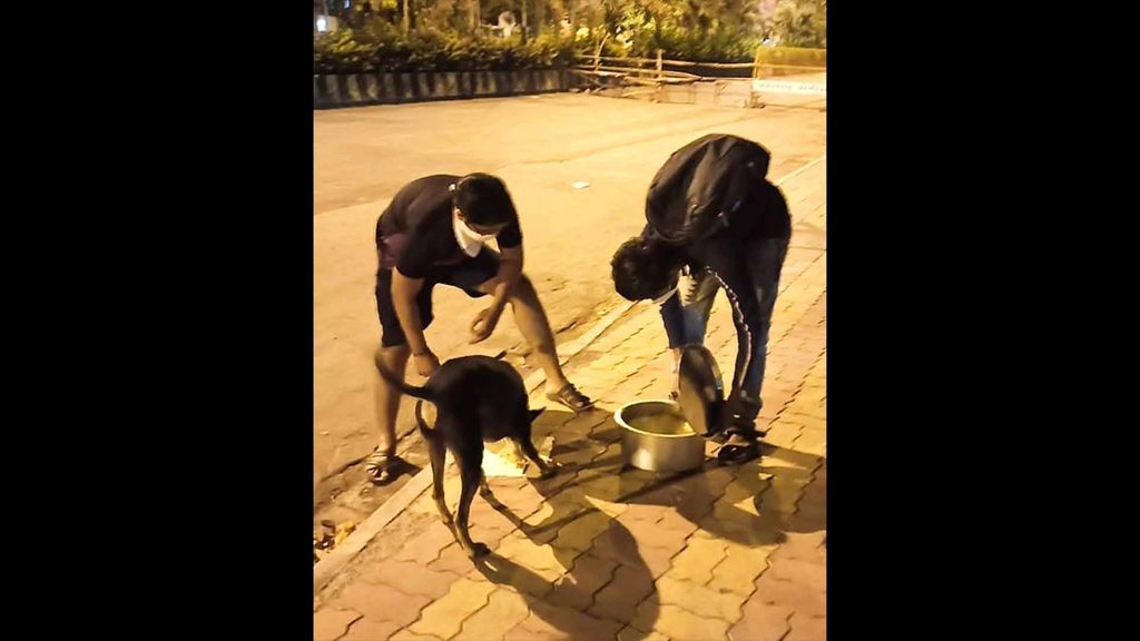 NGO feeds 4000+ stray animals across Mumbai everyday - Mumbai Indians NGO feeds 4000+ stray animals across Mumbai everyday - Mumbai Indians