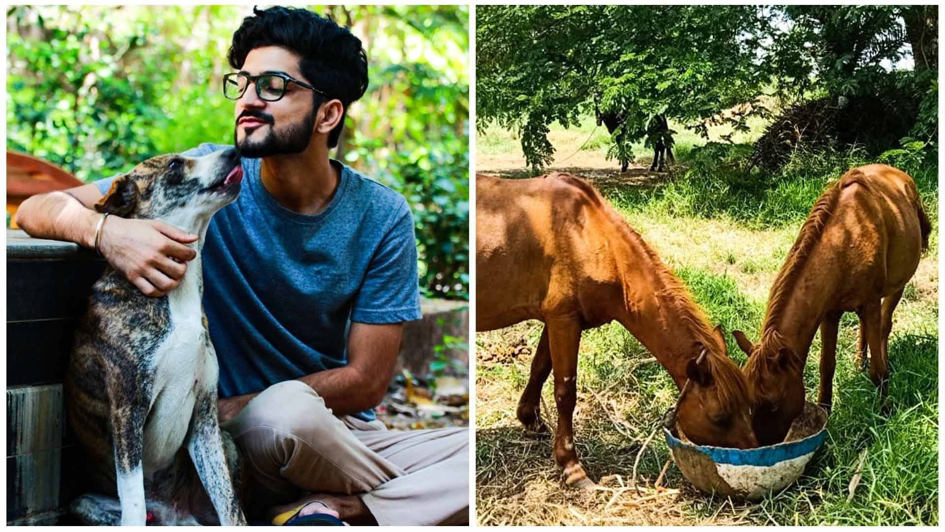 NGO feeds 4000+ stray animals across Mumbai everyday - Mumbai Indians NGO feeds 4000+ stray animals across Mumbai everyday - Mumbai Indians
